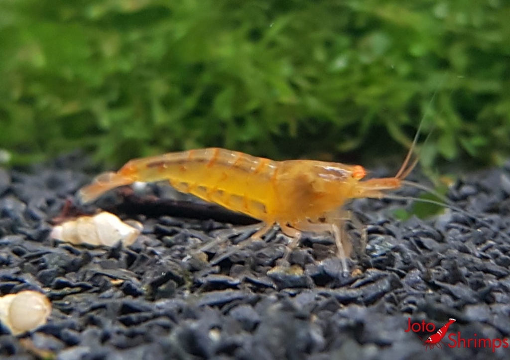 Amber Shrimps OE